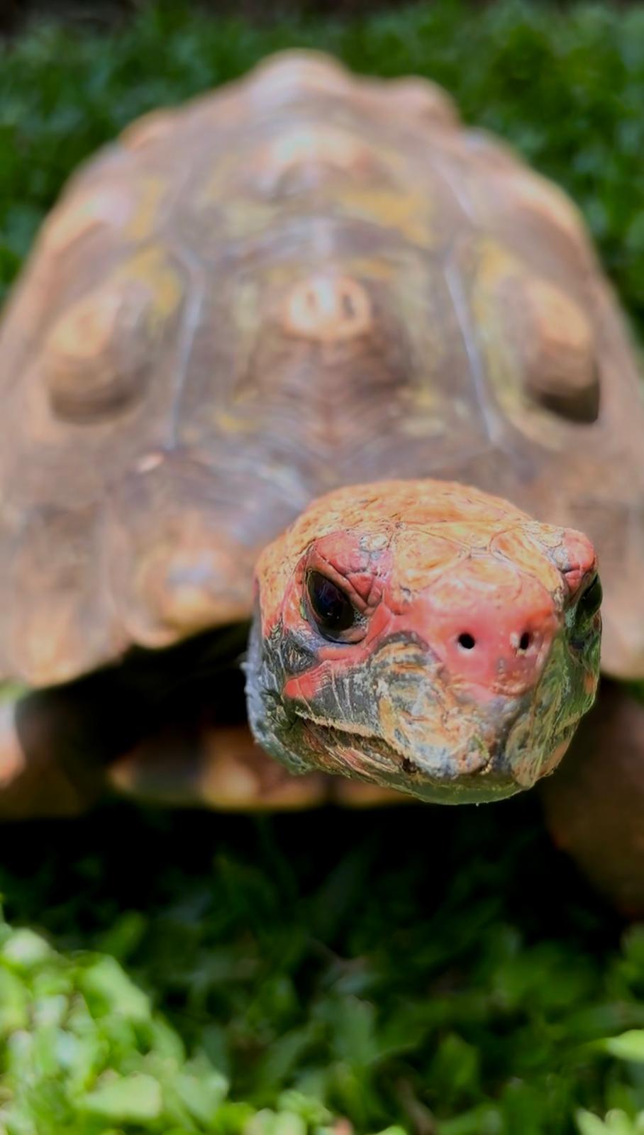 Animals photograph