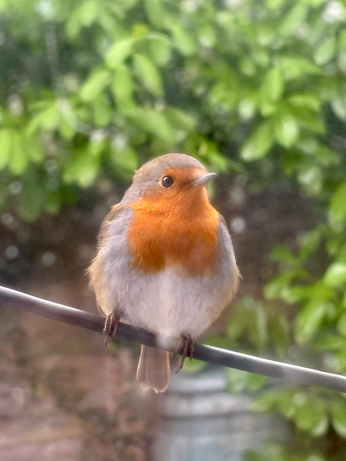 Animals photograph