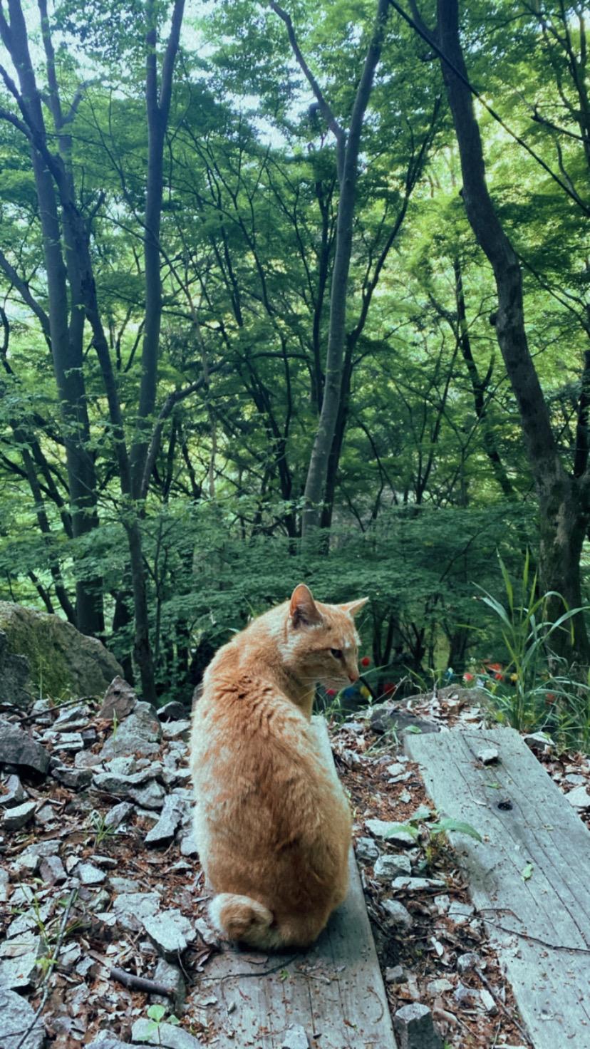 Animals photograph