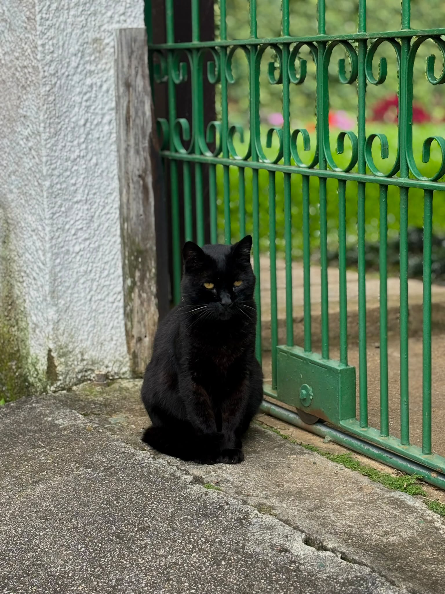 Animals photograph