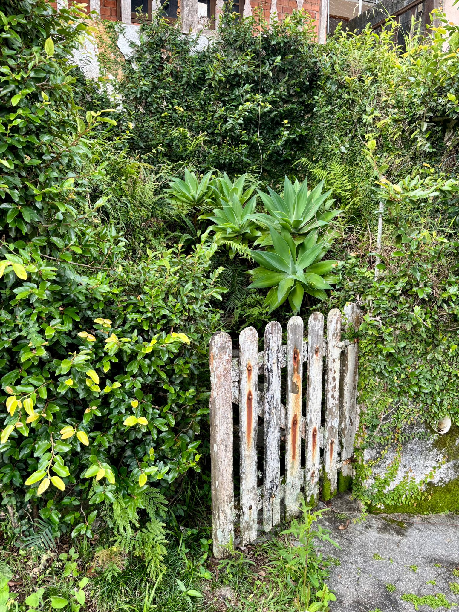 Brazil photograph