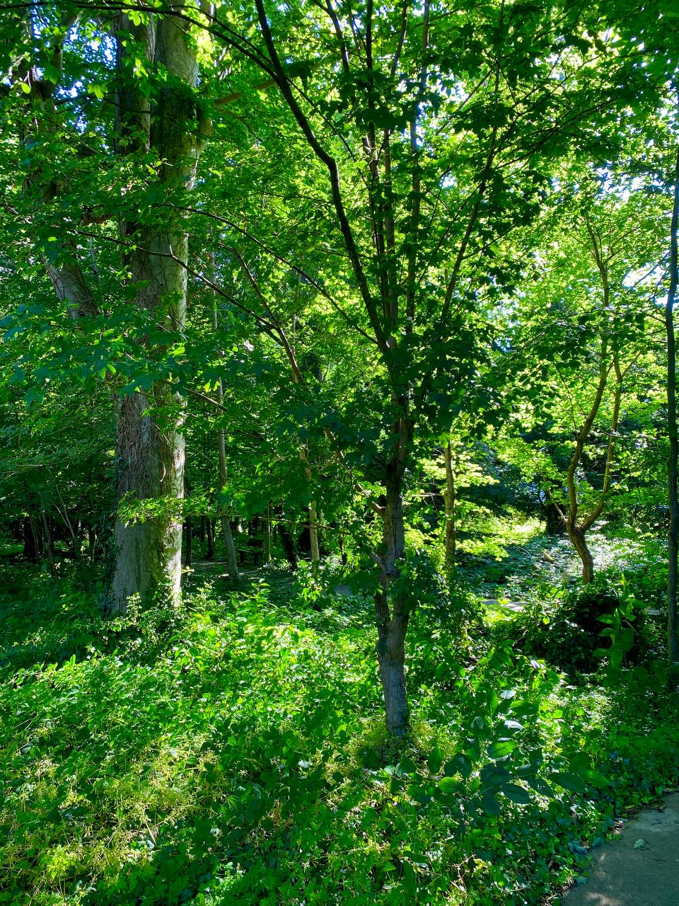 Ireland photograph