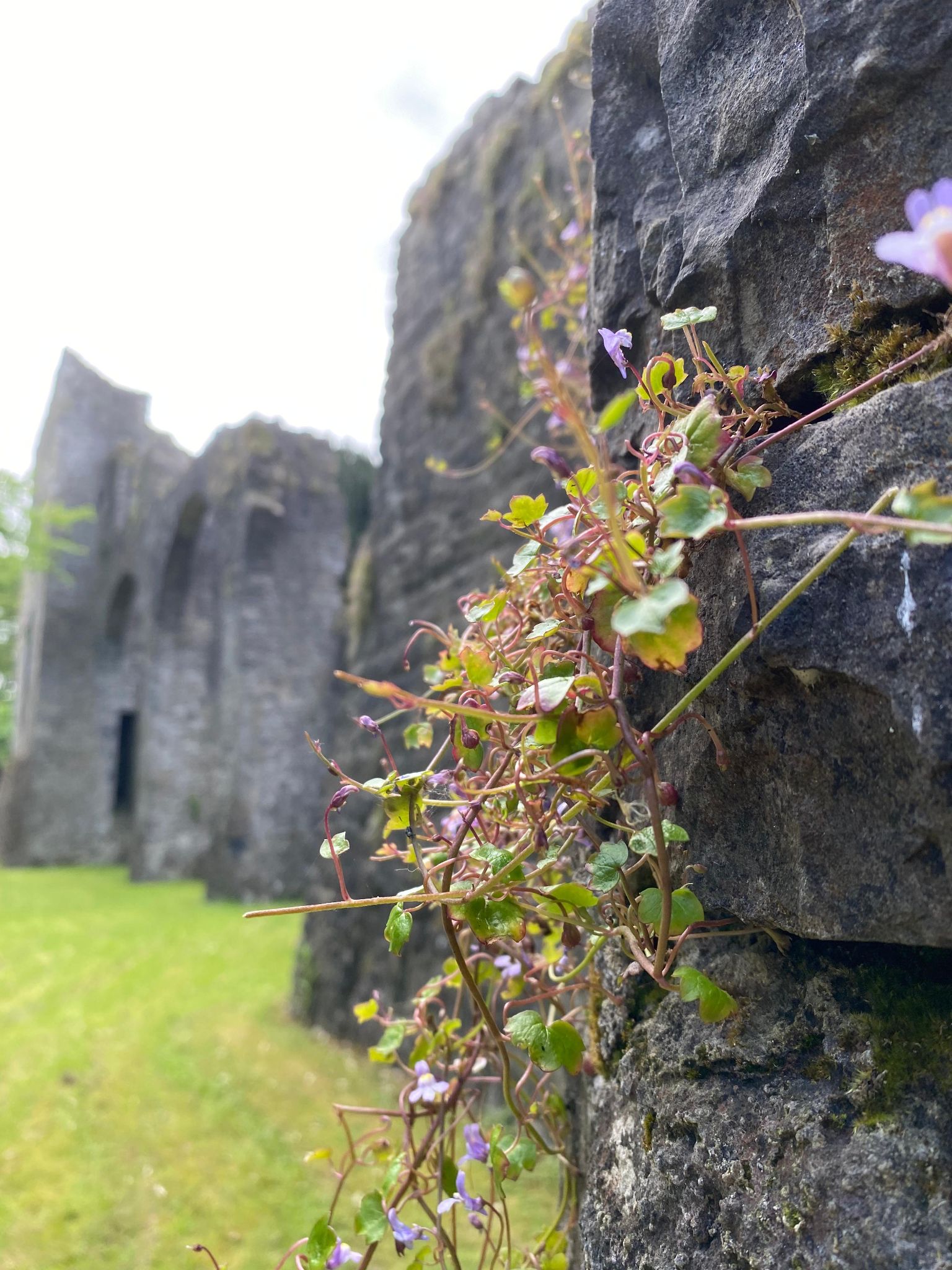 Ireland photograph