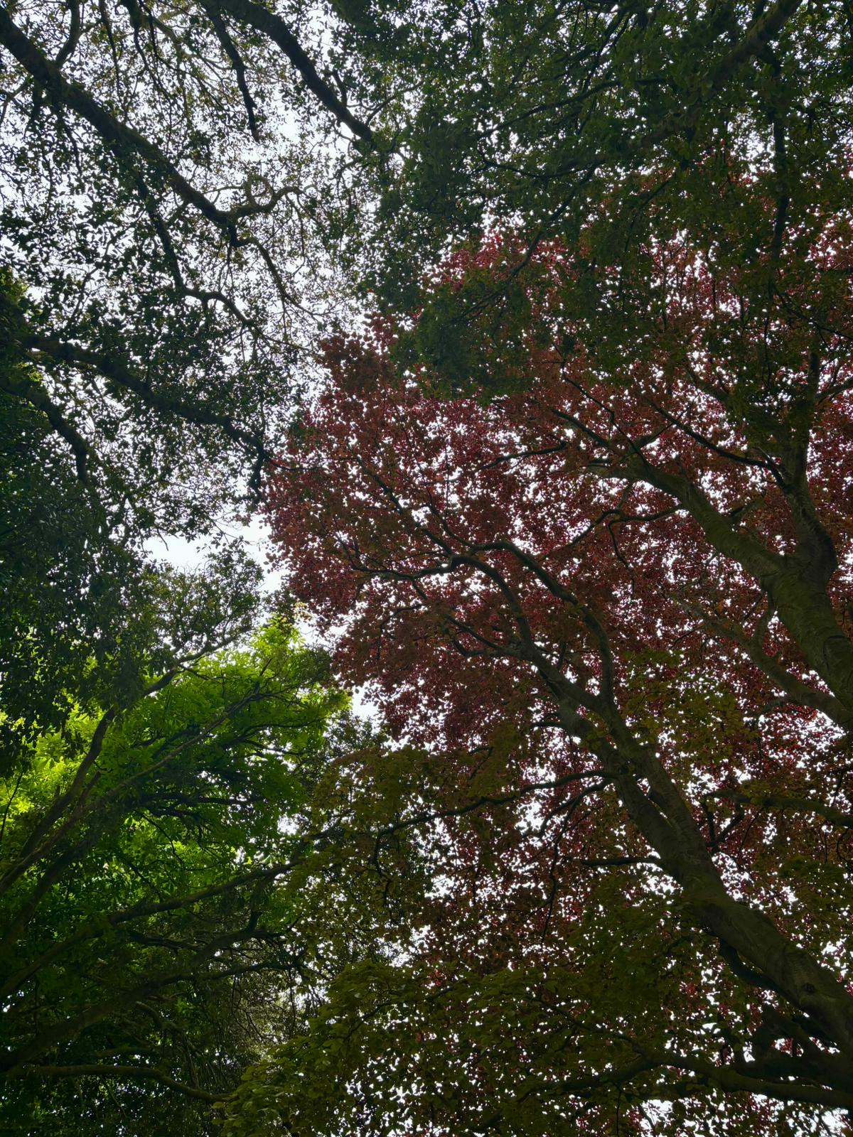 Ireland photograph