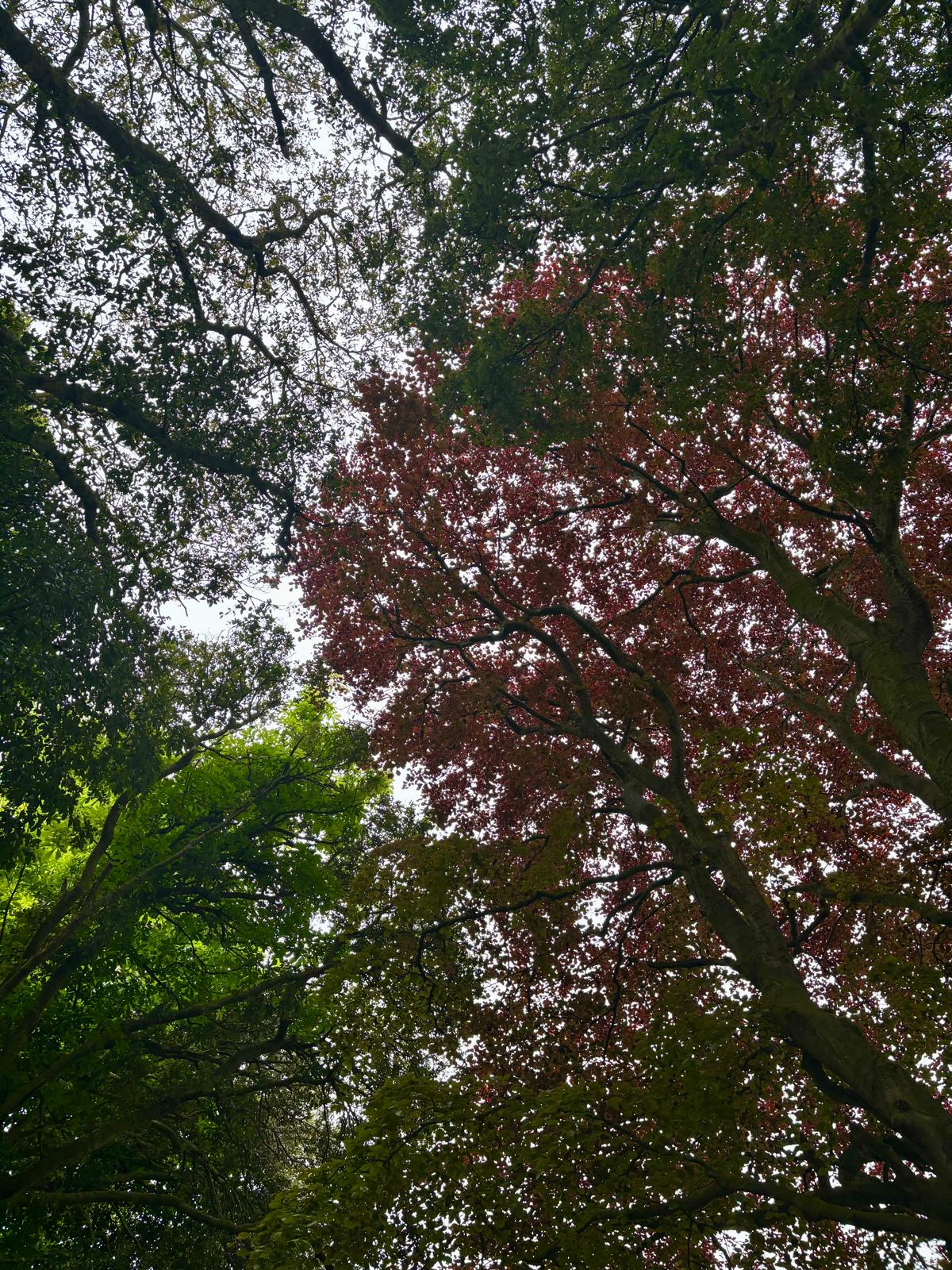 Nature photograph