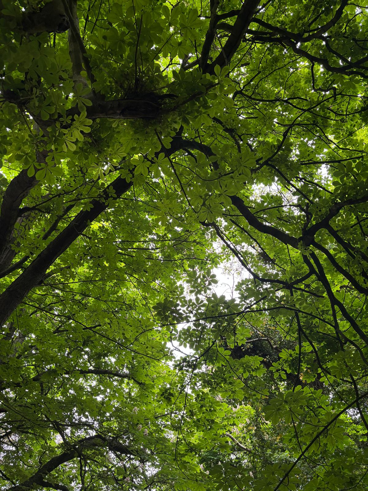 Nature photograph