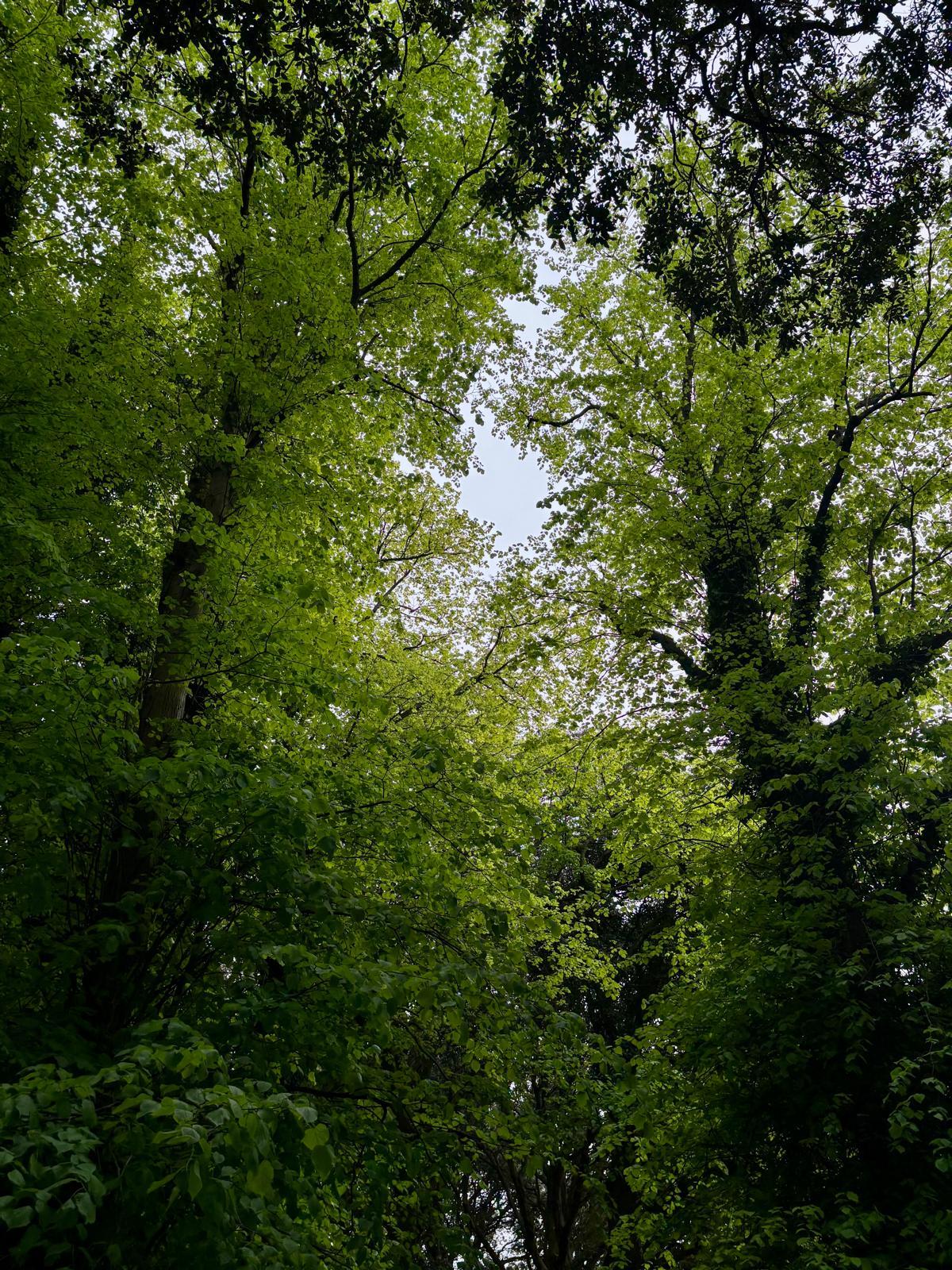 Nature photograph