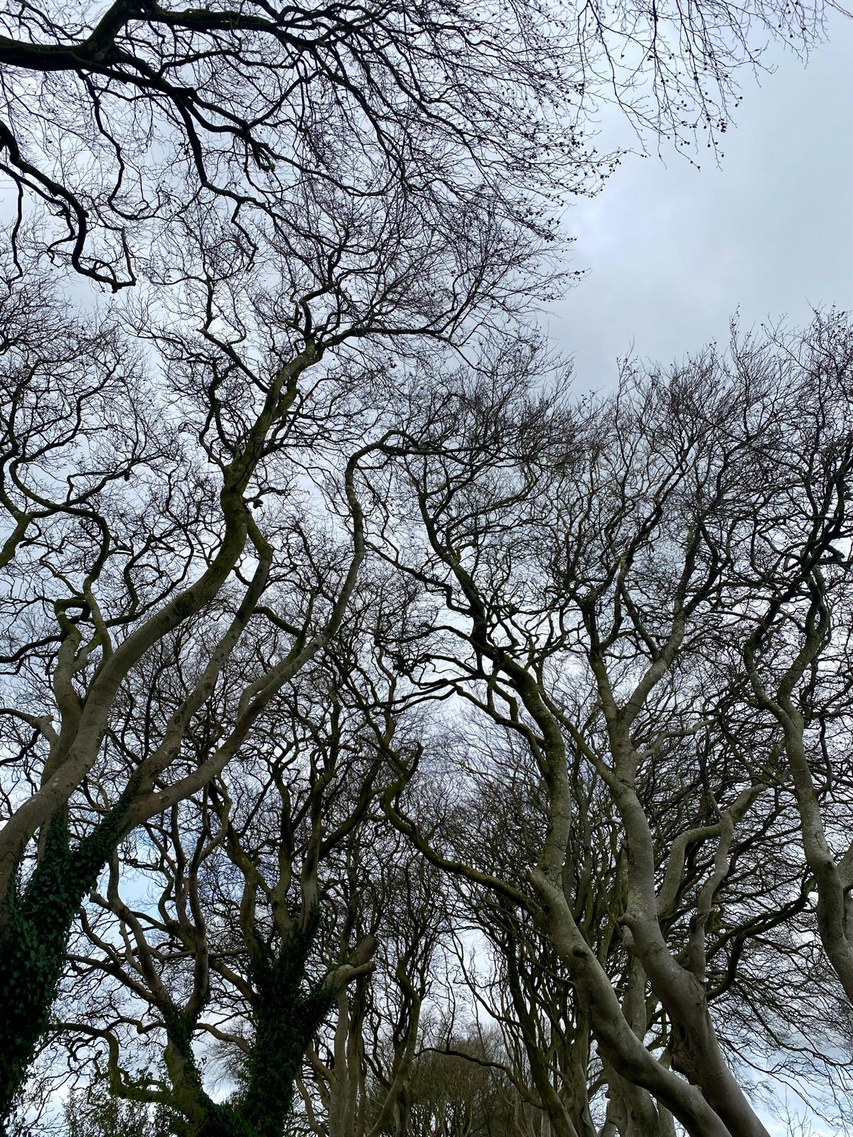 Nature photograph