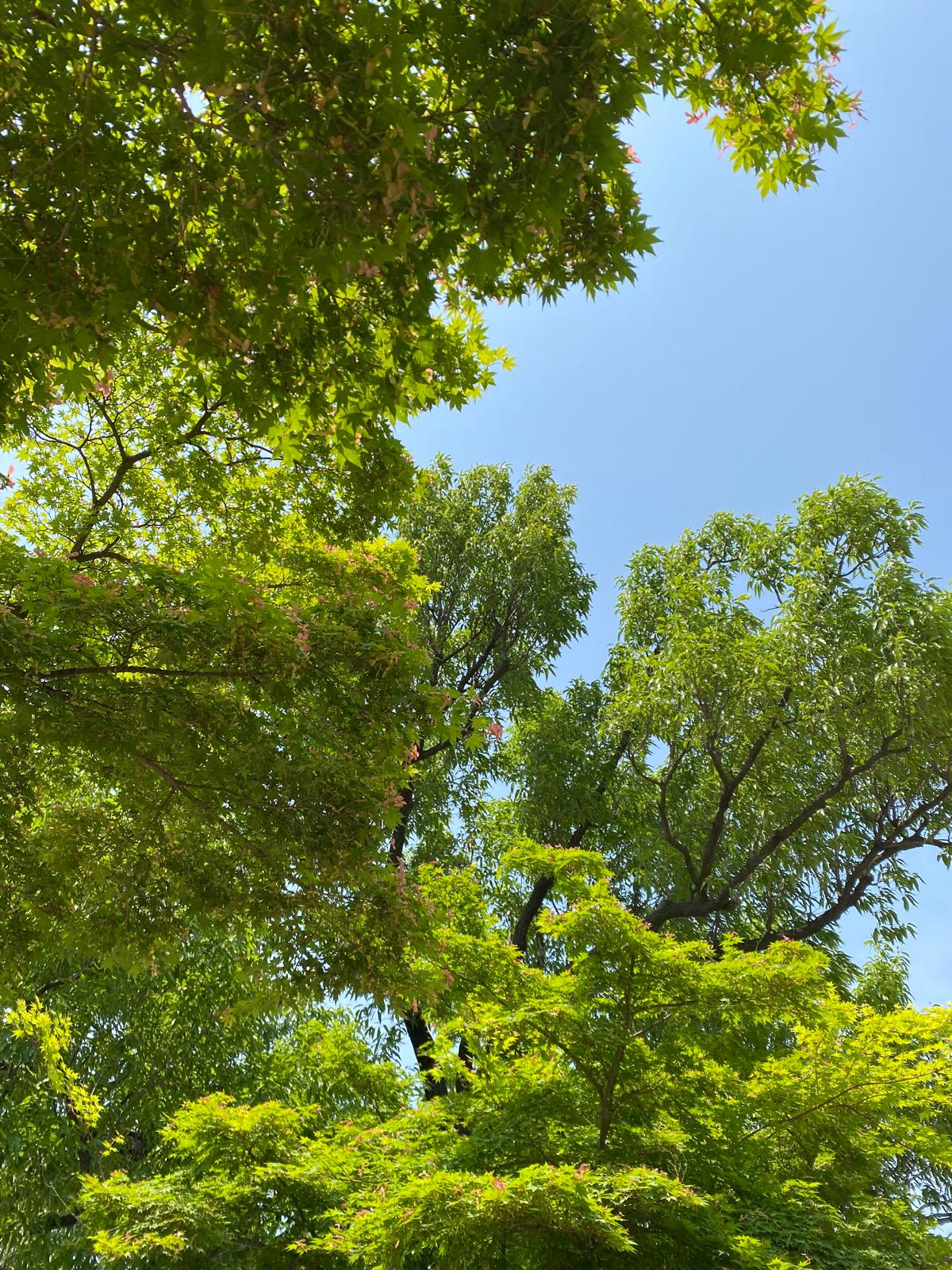 Nature photograph