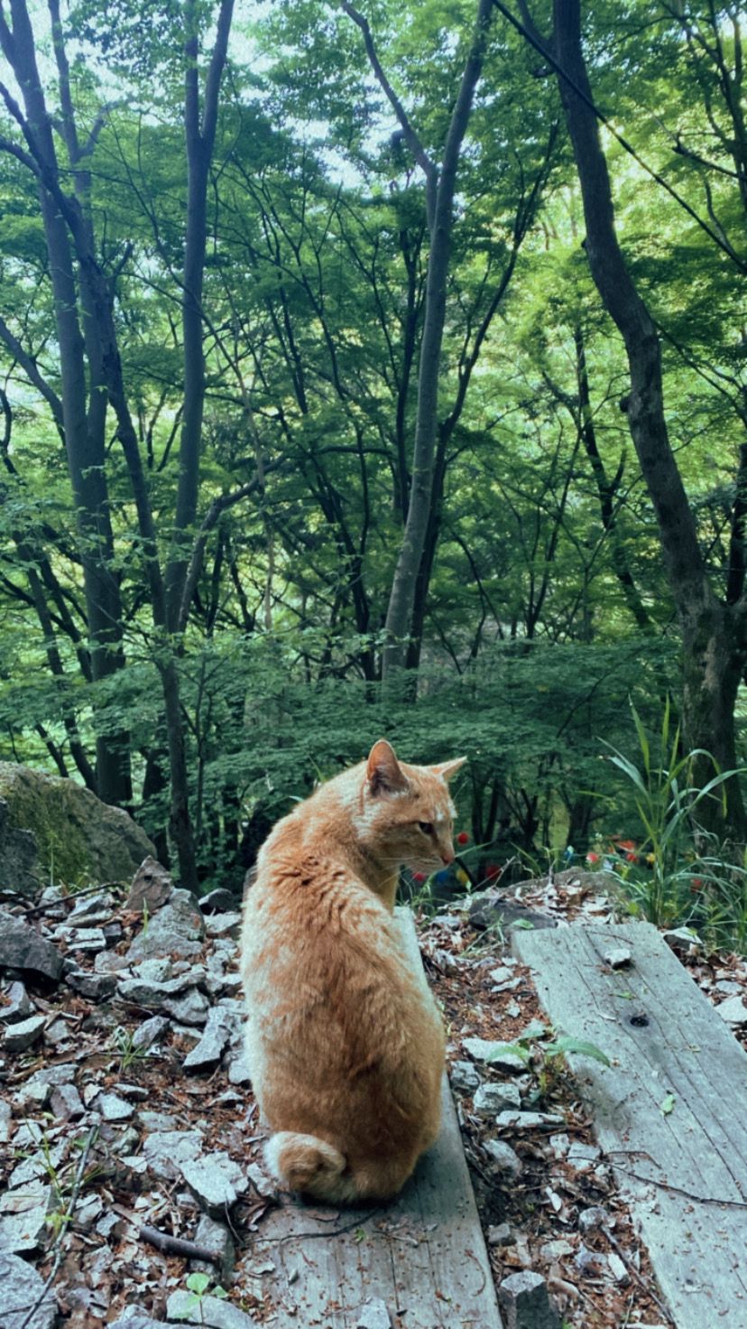 South Korea photograph